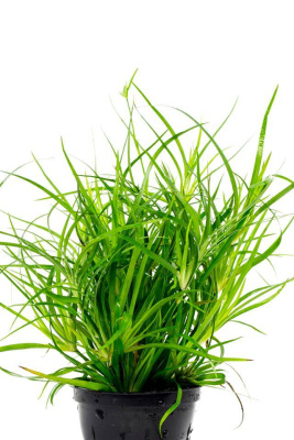 Юнкус репенс в горшочке